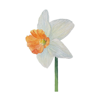 Elements Aligned | Daffodil Card + Envelope