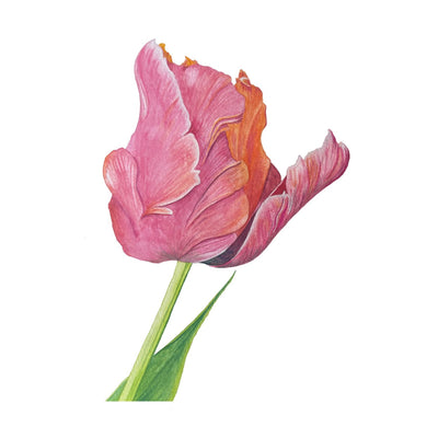 Elements Aligned | Tulip Card + Envelope
