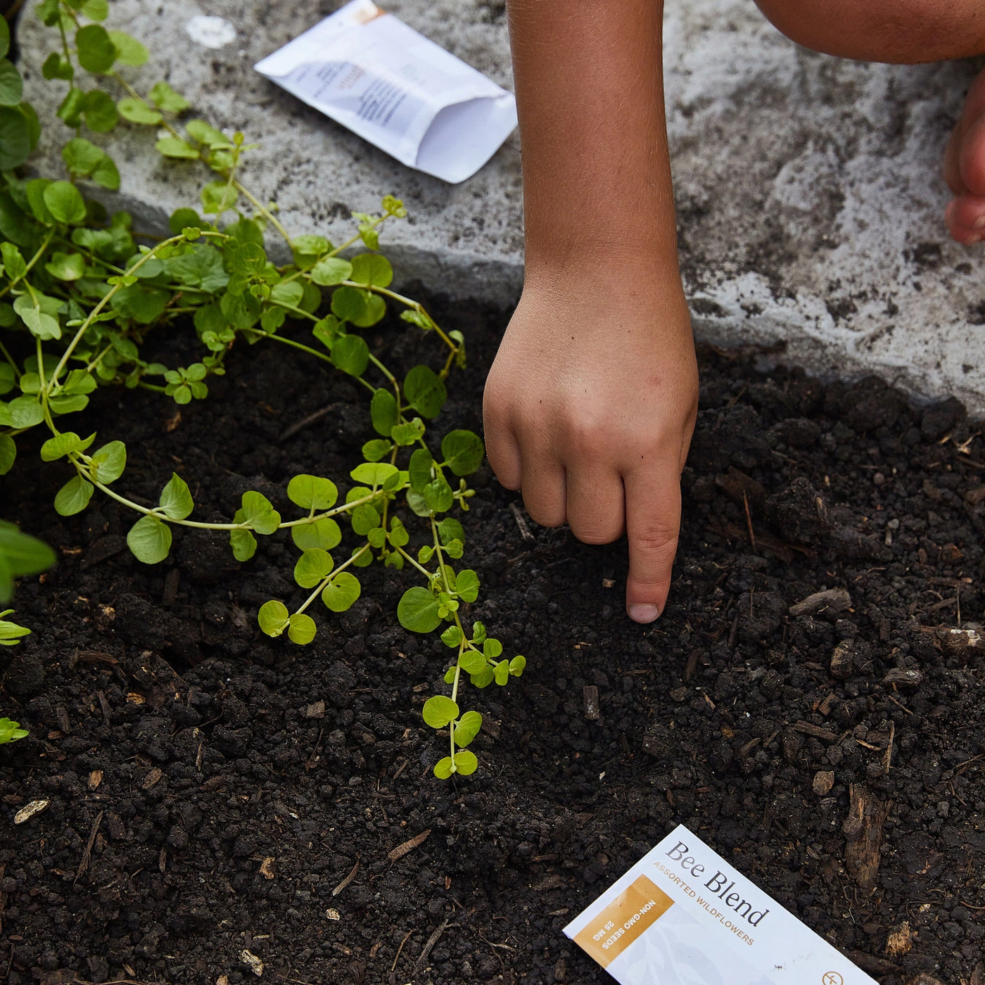 Modern Sprout | Curious Critters Activity Kit