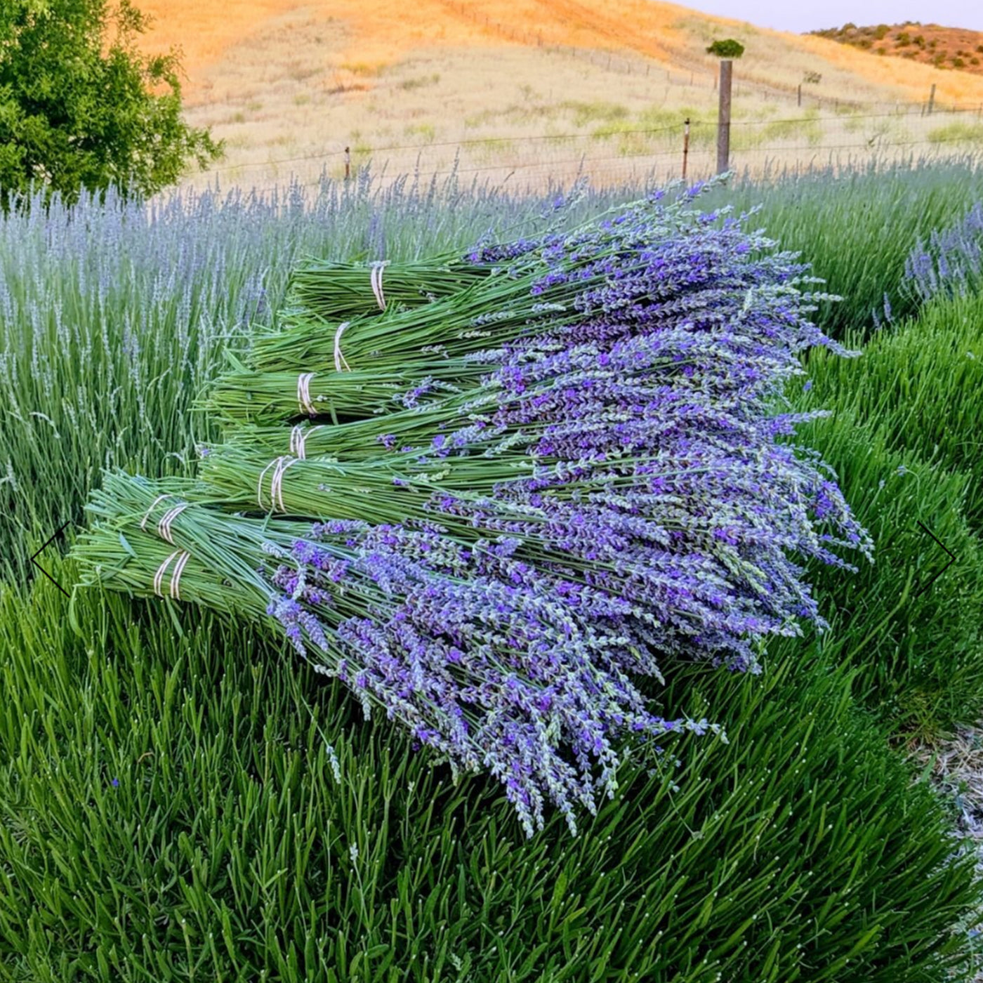 Hambly Farms | Fresh Lavender Bundles (Hidcote)